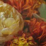 飘花影院在线手机版 8p2vd8