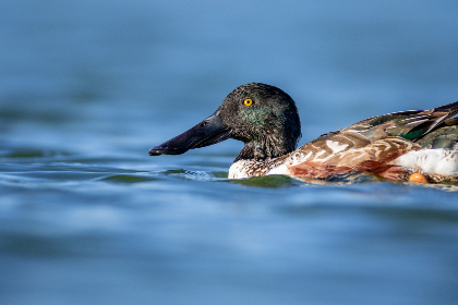 zhu keer video:探索朱克尔视频背后的创作故事与精彩瞬间 zhu keer video:探索朱克尔视频背后的创作故事与精彩瞬间